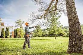 Best Emergency Tree Removal  in Schler Park, IL