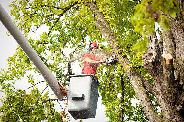 Best Tree Removal  in Schler Park, IL