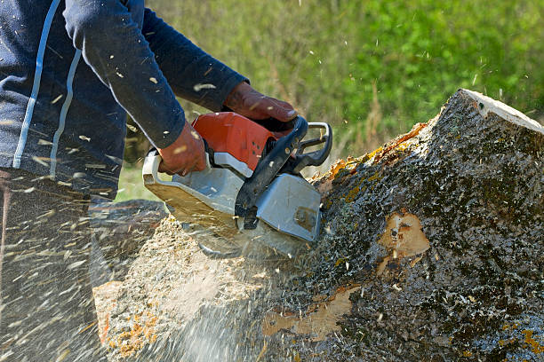 How Our Tree Care Process Works  in  Schiller Park, IL